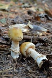 Amanita dulciarii image