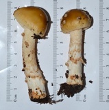 Amanita dulciarii image