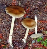 Melanoleuca cognata image