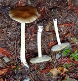 Melanoleuca cognata image