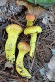 Pulveroboletus ravenelii image