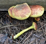 Pulveroboletus ravenelii image