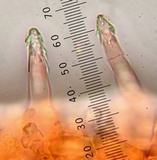 Melanoleuca cognata image