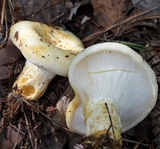 Lactarius scrobiculatus image