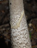 Amanita nothofagi image