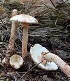 Amanita rubescens var. rubescens image