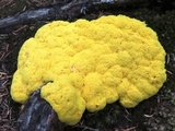 Fuligo septica image