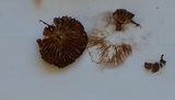 Cortinarius iodes image
