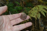 Cortinarius iodes image