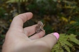 Cortinarius iodes image