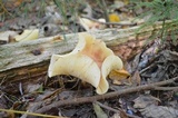 Rhodocollybia maculata image