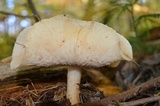 Rhodocollybia maculata image