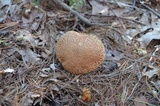 Suillus spraguei image