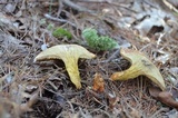 Suillus spraguei image