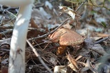 Suillus spraguei image