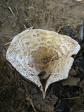 Agaricus subrufescens image