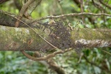 Thamnomyces chamissonis image