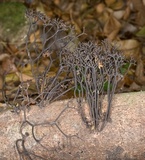 Thamnomyces chamissonis image
