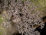 Thamnomyces chamissonis image