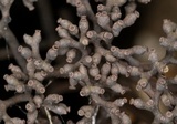 Thamnomyces chamissonis image