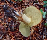 Suillus neoalbidipes image