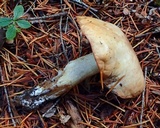 Suillus neoalbidipes image