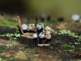 Holwaya mucida image