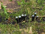 Holwaya mucida image