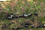 Holwaya mucida image