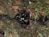 Holwaya mucida image