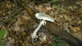 Amanita rhopalopus image