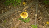 Amanita flavorubens image