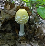 Amanita velatipes image