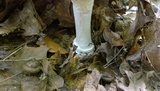 Amanita velatipes image