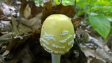 Amanita velatipes image