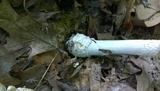 Amanita velatipes image