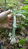 Amanita velatipes image