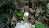Amanita velatipes image