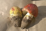 Amanita muscaria var. flavivolvata image