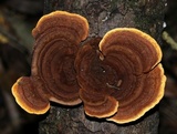 Gloeophyllum sepiarium image