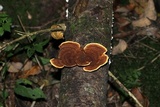 Gloeophyllum sepiarium image
