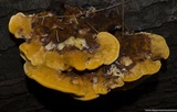 Pycnoporellus fulgens image