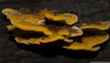 Pycnoporellus fulgens image