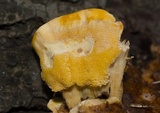 Pycnoporellus fulgens image