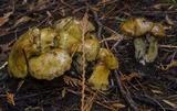 Suillus americanus image