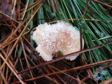 Cystoderma amianthinum image
