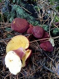 Tricholomopsis rutilans image