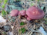 Tricholomopsis rutilans image