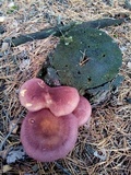 Tricholomopsis rutilans image