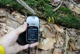 Clavulinopsis fusiformis image